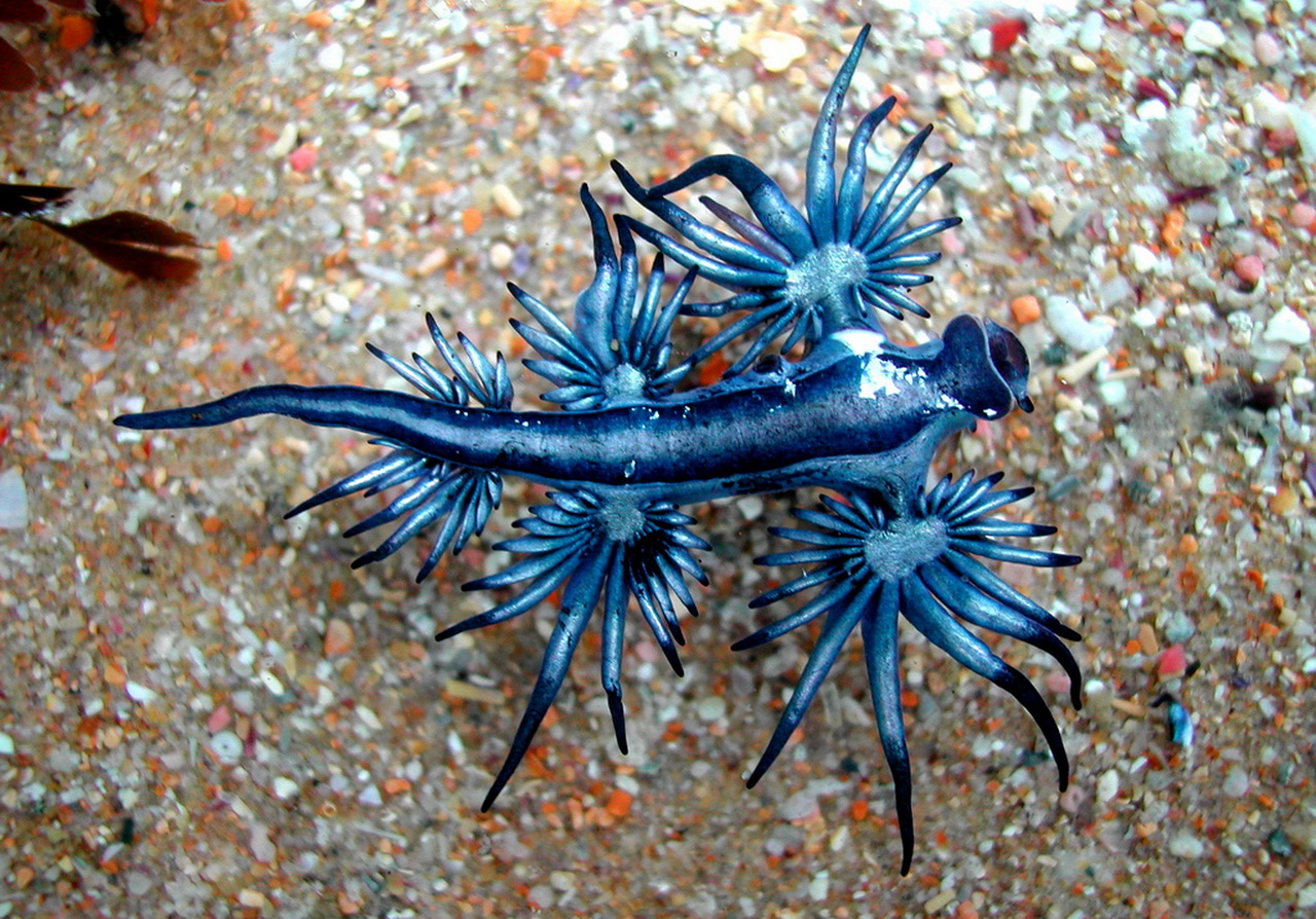 sea-blue-glaucus.jpg